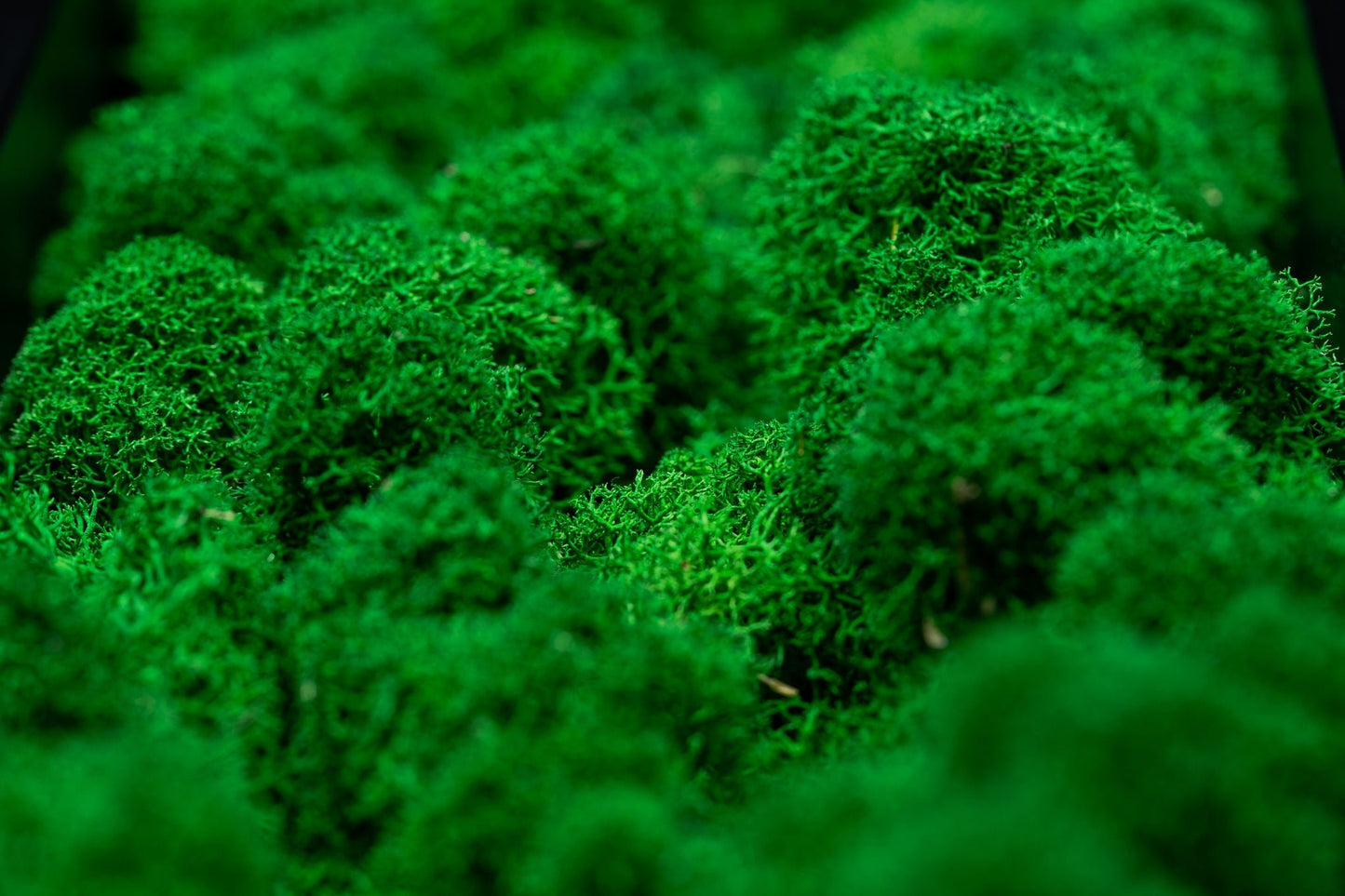 Nærbilde av gressgrønn mose. Frodig og vakkert