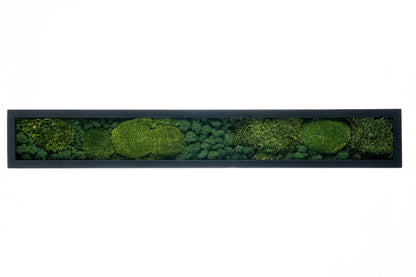 15x100 cm sort ramme med tre grønne mosetyper innvendig. 