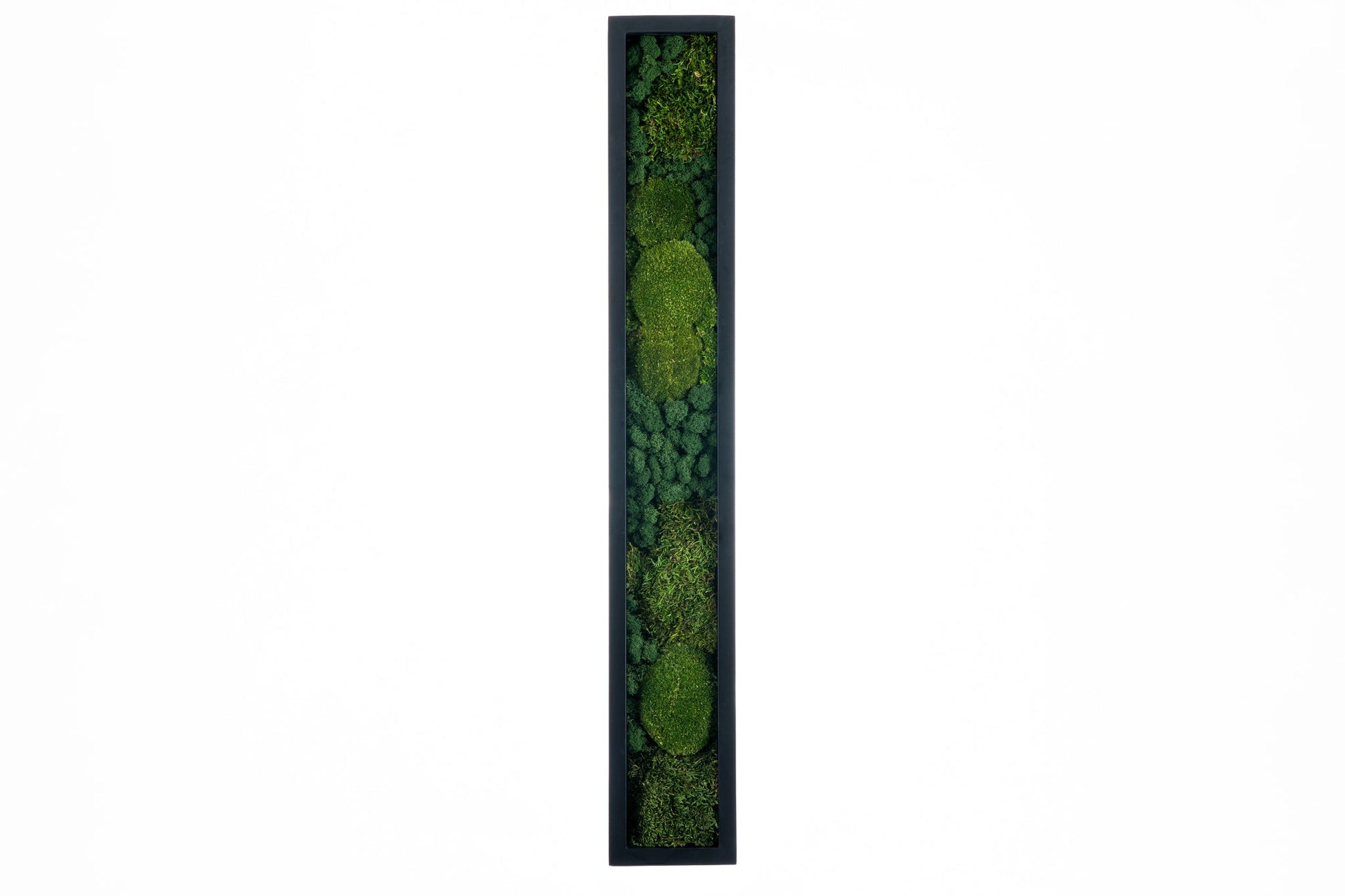 15x100 cm sort ramme med tre grønne mosetyper innvendig. 